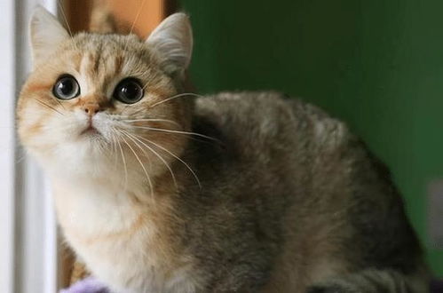 英短猫多长时间下崽