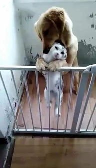 猫和狗关一起会怎么样-