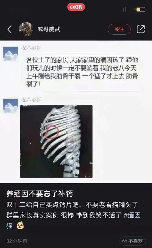 猫骨裂了