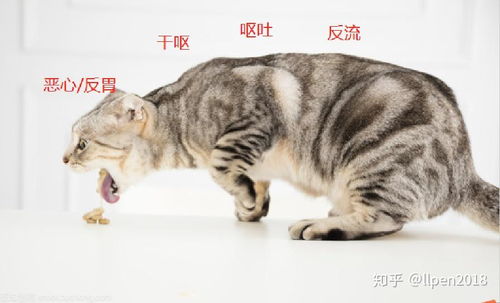 猫夏天吐粮是什么原因
