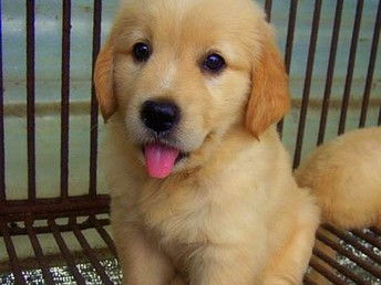 金毛幼犬多大训练大小便