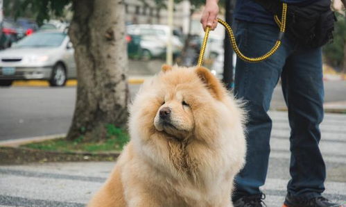 狗狗多久驱一次虫体内