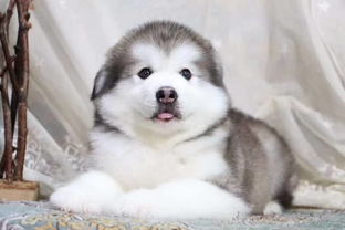 阿拉斯加犬聪明不