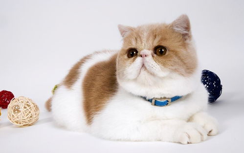 猫耳朵外面有小黑点
