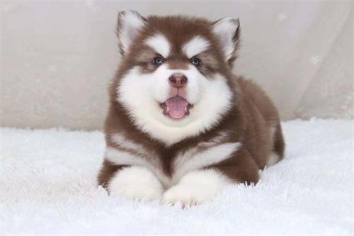 阿拉斯加幼犬缺钙