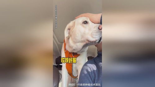 拉布拉多可以坐出租车吗