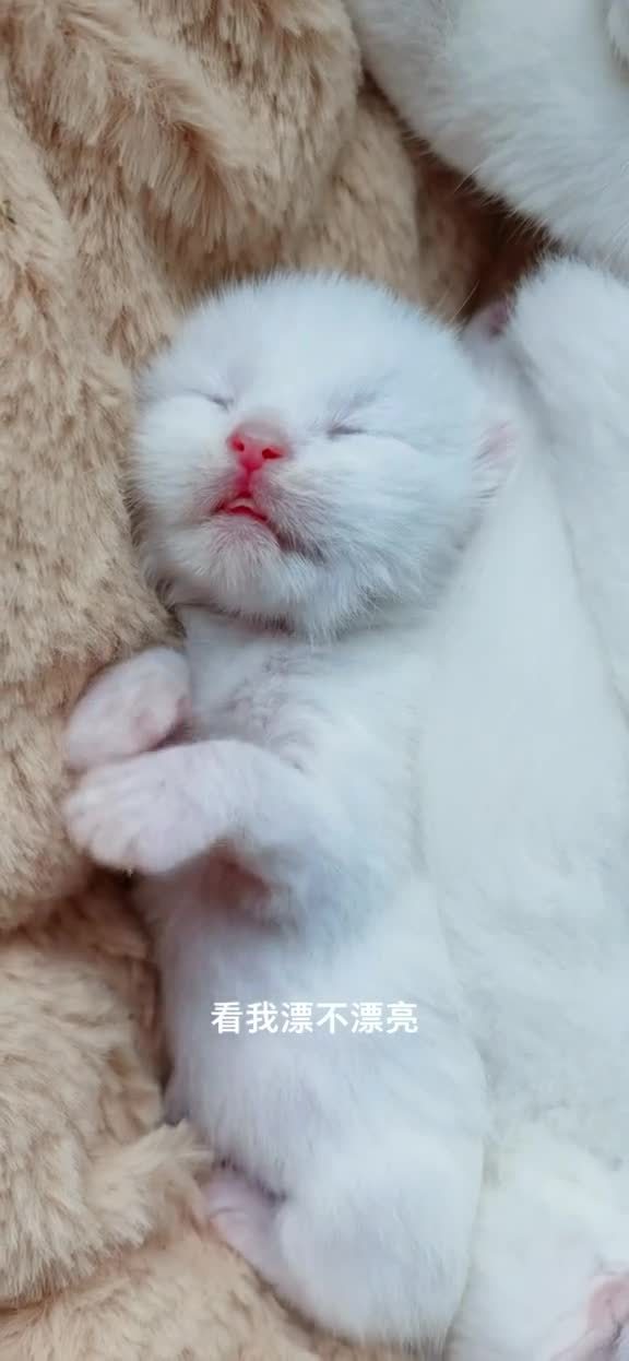 猫宝宝多久睁眼睛正常