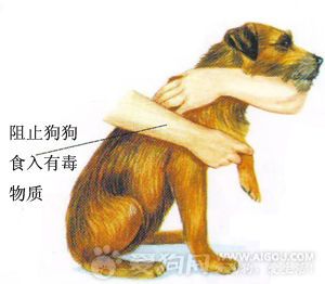 狗中毒怎么急救