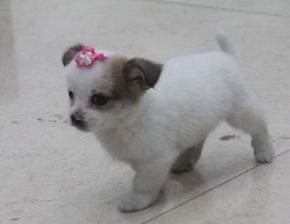 狗狗犬瘟拉稀又拉血,该怎么办