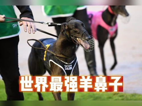 澳洲赛犬费尔南多