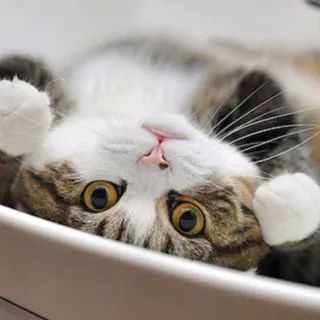 猫长多久可以怀宝宝