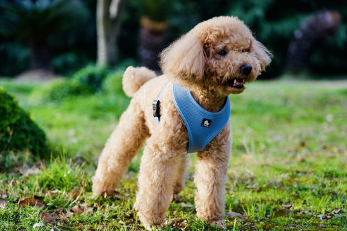 泰迪标准犬体重是多少