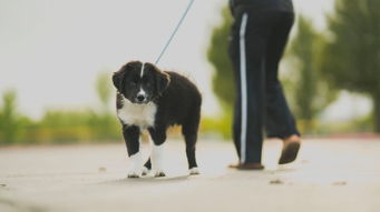 如何训练狗狗跟着牵引绳走
