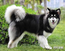 阿拉斯加幼犬拉的屎变稀了