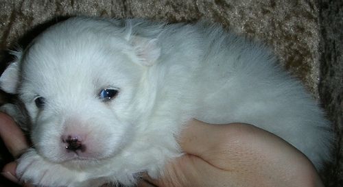 幼犬保温多少度