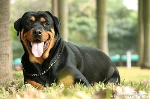 世界名犬有哪些名字