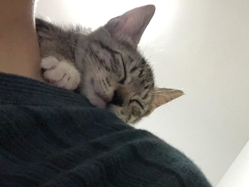 如何让小猫夜里不叫