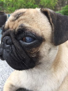 巴哥犬眼屎特别多怎么回事啊