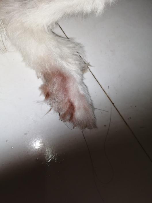 母狗皮肤病生小狗怎么办
