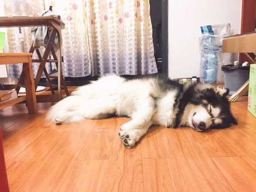 阿拉斯加喜欢吃什么狗粮