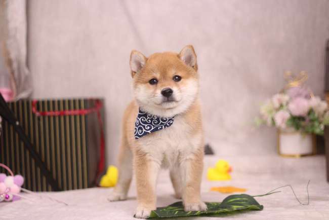柴犬标准体重对照表