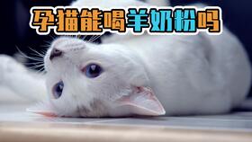 产猫吃什么补充营养