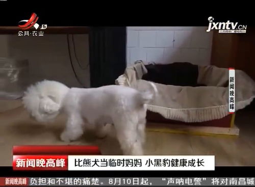 比熊犬多久可以长大