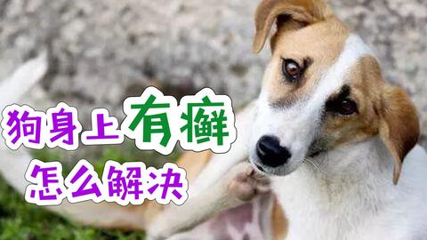 狗身上痒怎么办-