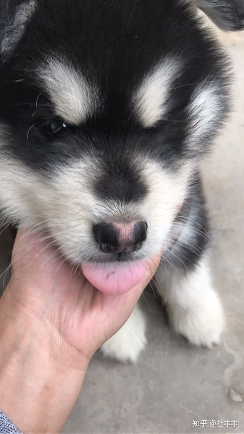 养阿拉斯加犬费钱吗