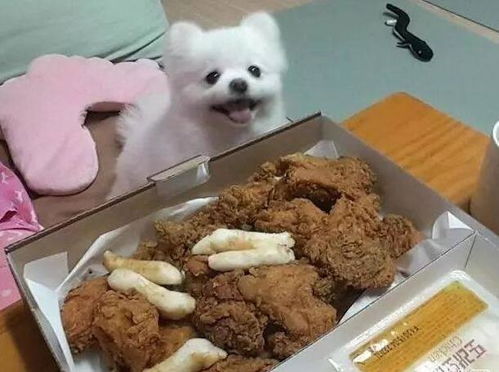 狗狗生完宝宝能吃鸡肉吗