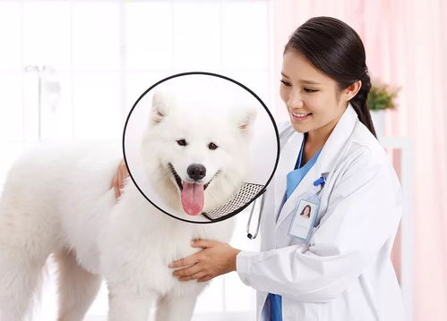 宠物狗常见的五种皮肤病