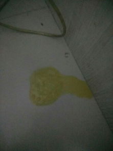 狗晕车后多久能吃东西