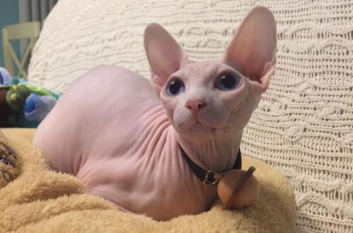 卡塔尔宠物猫怎么养好呢