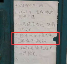 流浪猫怎么做宠物狗粮
