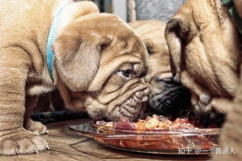 吃了宠物狗的肉会怎么样