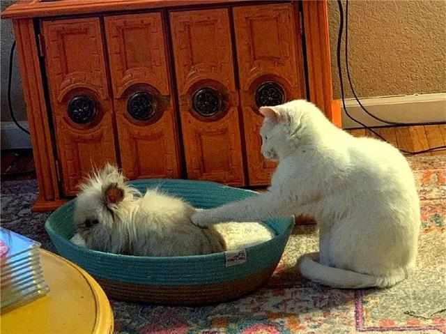 很乱的宠物猫窝怎么办啊