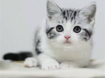 宠物猫在外地怎么运输