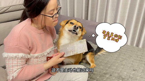 宠物狗不让主人亲怎么办