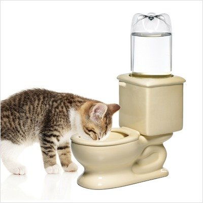 宠物猫喂食碗怎么用