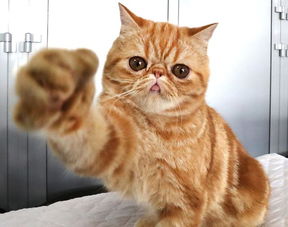 宠物猫怎么展示