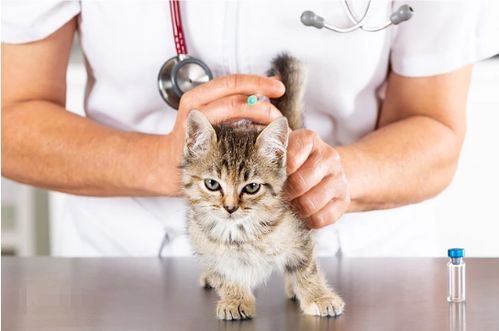 宠物猫打完疫苗后怎么办