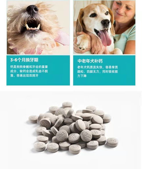宠物狗怎么补充维生素b