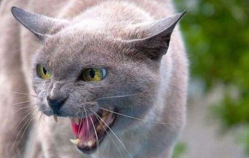 宠物猫怎么不会咬人