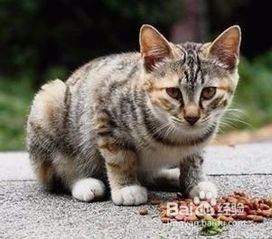 蟑螂怎么根除养宠物猫