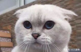 怎么不花钱养宠物猫