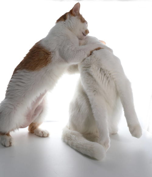 宠物猫打架怎么解决的