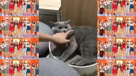 宠物狗猫咬人怎么回事啊