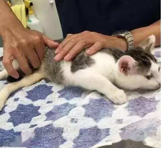 宠物猫的尿不湿怎么带