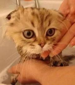 宠物猫幼猫洗澡怎么洗