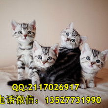 美国短毛猫多少钱